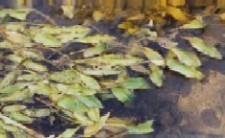 Potamogeton nodosus